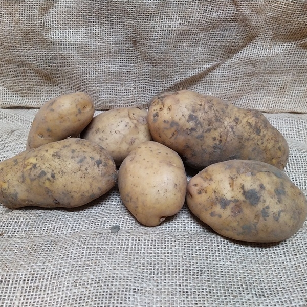 aardappel FRIET 5Kg