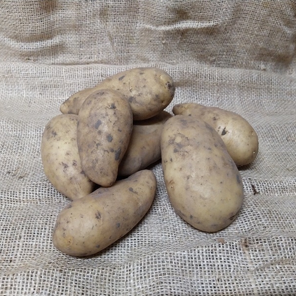 aardappel Amandine 10Kg