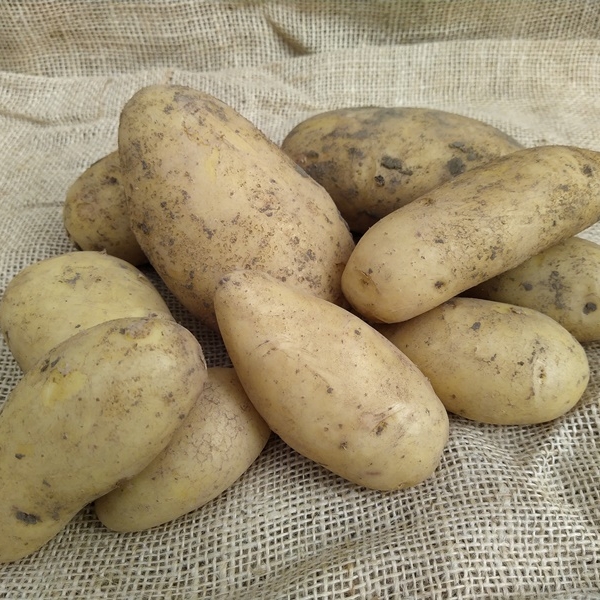 aardappel Annabelle 2,5Kg