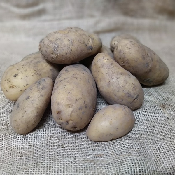 aardappel Gold Marie 5Kg