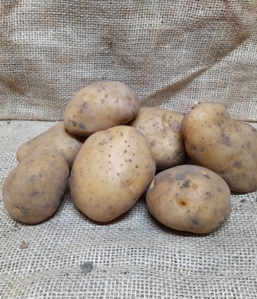 aardappel Bintje 25Kg