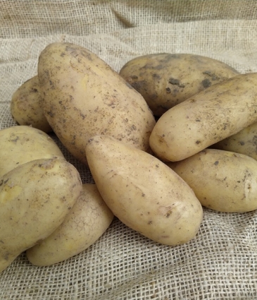 aardappel Annabelle 10Kg