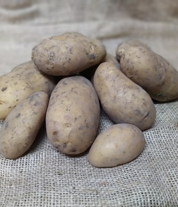 aardappel Gold Marie 1Kg